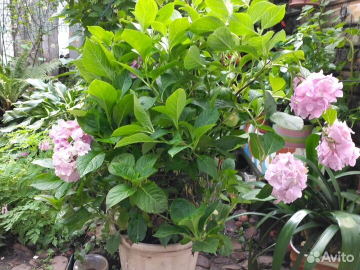 Гортензия и другие цветы