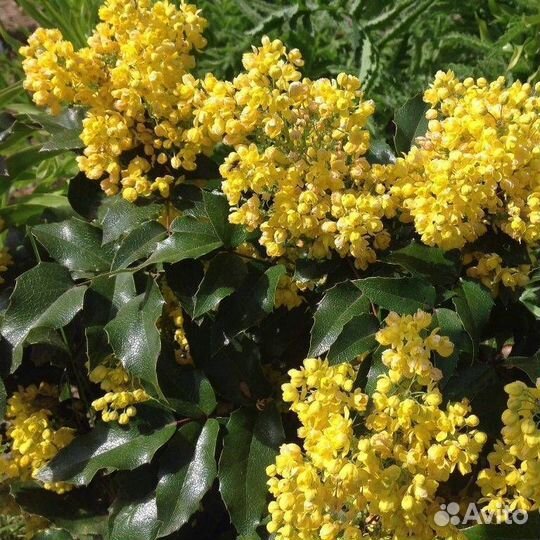 Саженцы Магония падуболистная