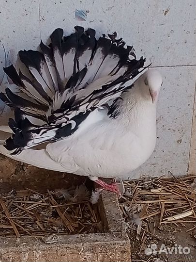 Голуби (павлины)