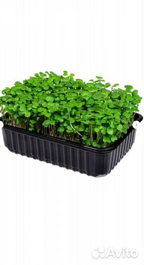 Микрозелень