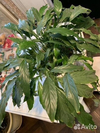 Спатифиллум