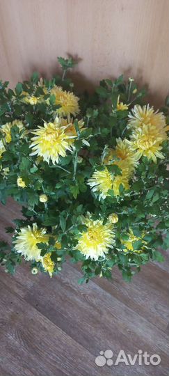 Хризантема корейская в горшках