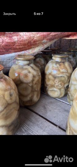 Грибы грузи урожай 2023 года