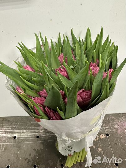 Цветы тюльпаны