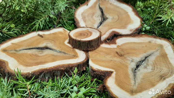 Можжевельник