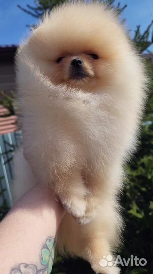 Шпиц девочка