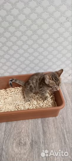 Бенгальские котята