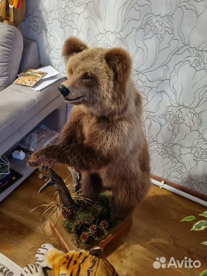 Таксодермия