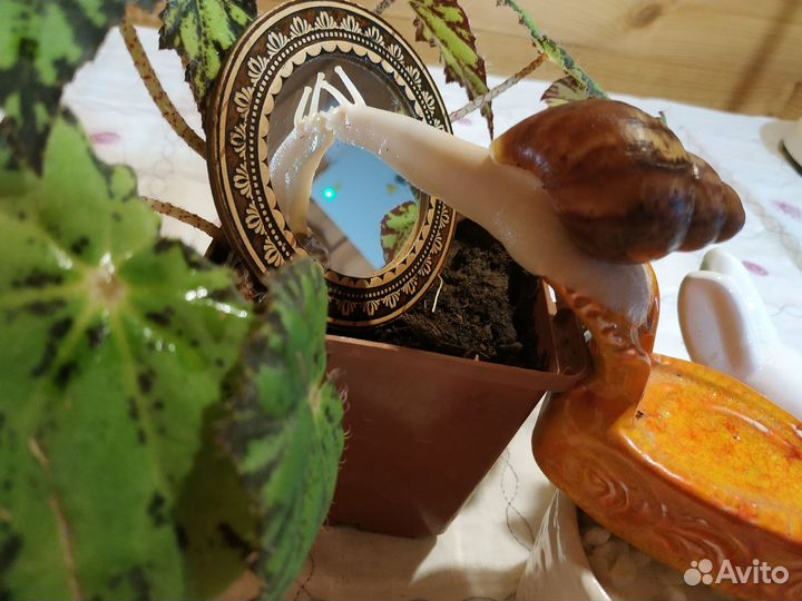 Улитки Архахатины бенины альбино (белотелые )