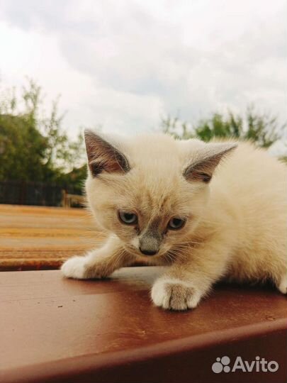 Котёнок сеамский
