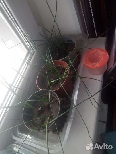 Зефирантес