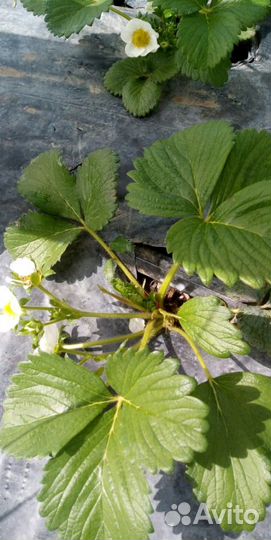 Продаю рассаду клубники Азия,Сирия,Клери,Флоренс