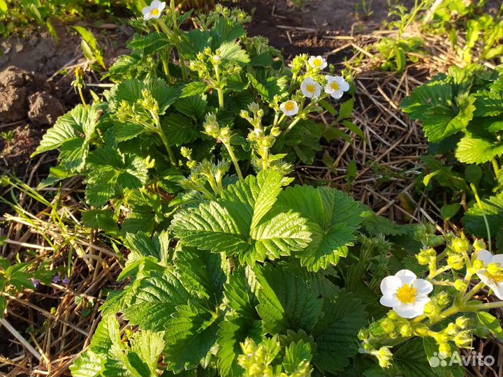 Рассада клубники. Малина ремонтантная