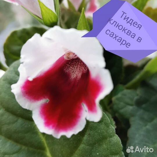 Глоксиния тидея