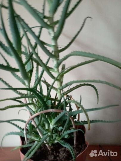 Алоэ лечебный 6 лет