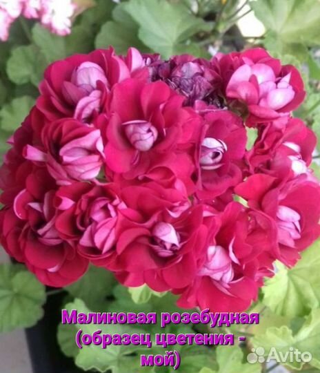 Пеларгония герань сортовая