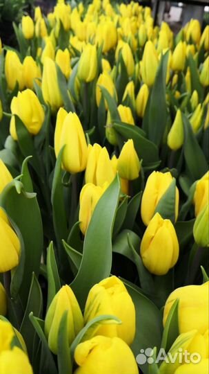 Тюльпаны оптом 2024