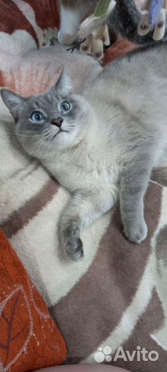 Голубаглазый мачо