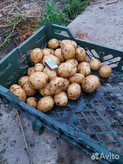 Картофель молодой