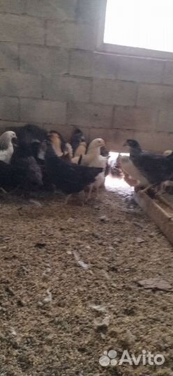 Куры молодки, петухи