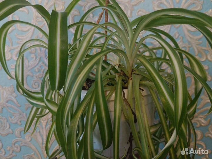 Хлорофитум