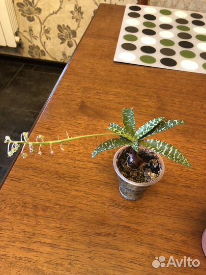 Герань,ледебурия,гибискус,фикус Бенджамина