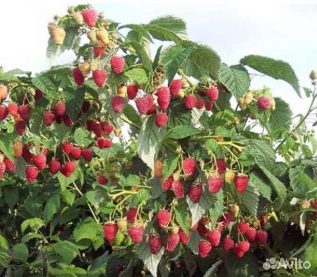 Малина полька