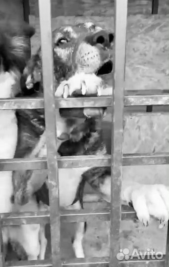 Собака в беде