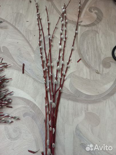 Верба краснотал