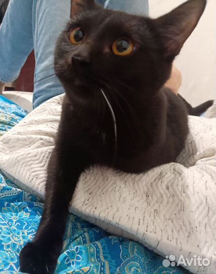 Кот в добрые руки