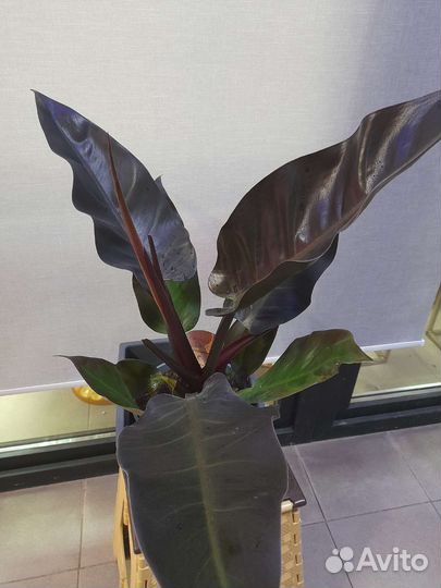 Филодендрон редький imperial red
