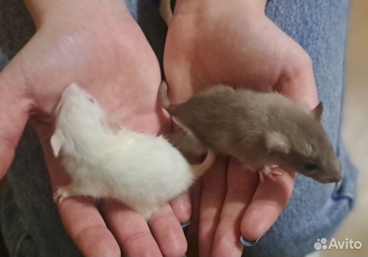 Крысы дамбо