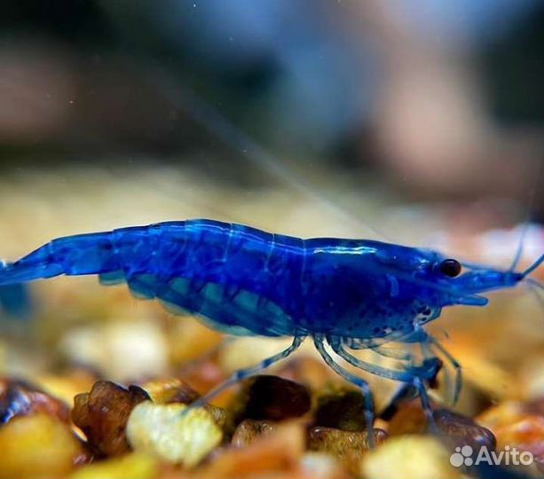 Креветки Blue Dream