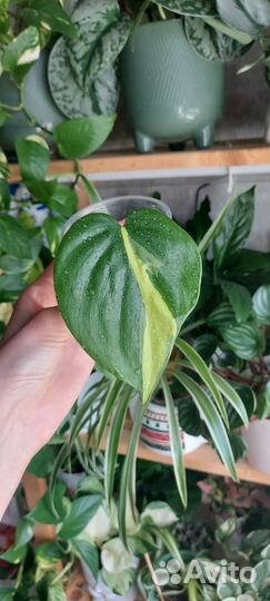 Филодендрон бразил, сингониум империал вайт