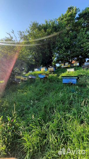 Мерва (качество 100)