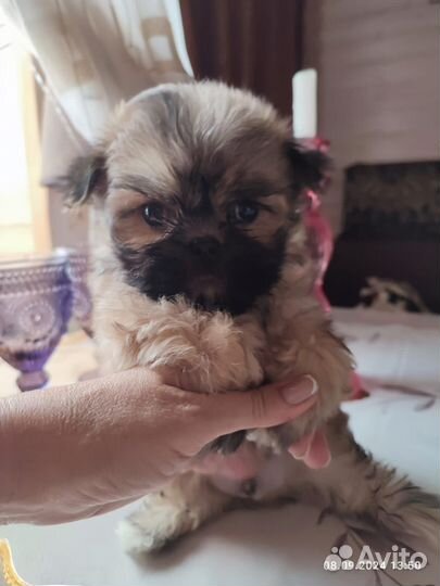 Мальтипу мини мальчики