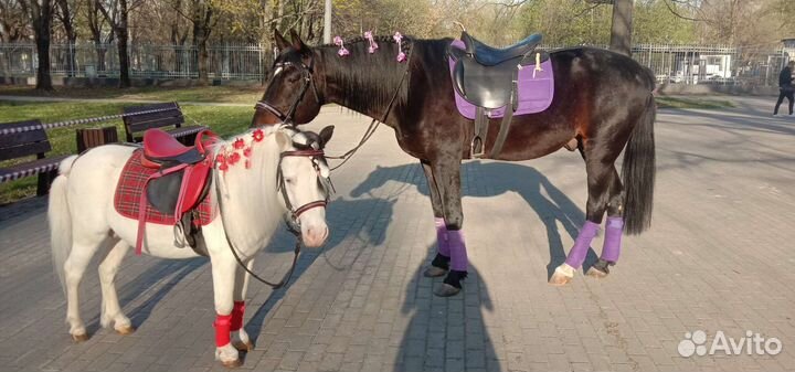 Конь и пони на праздник