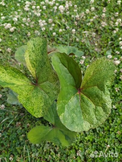 Бузульник, спирея, шалфей