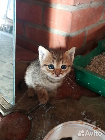 Котята в добрые руки бесплатно