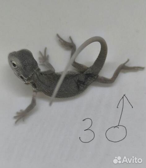 Бородатая агама зеро (малыши)