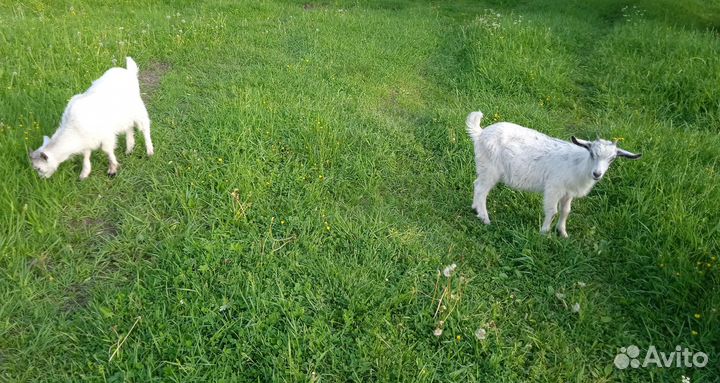 Продам коз, козлят