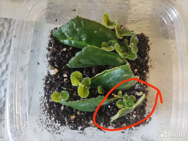 Глоксиния махровая