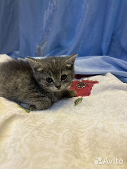 Шотландская