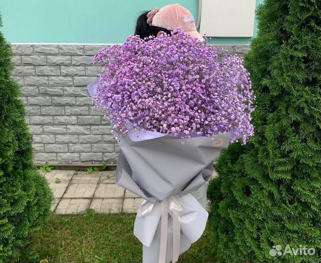 Гипсофила воздушная Цветная Фиолетовая Цветы