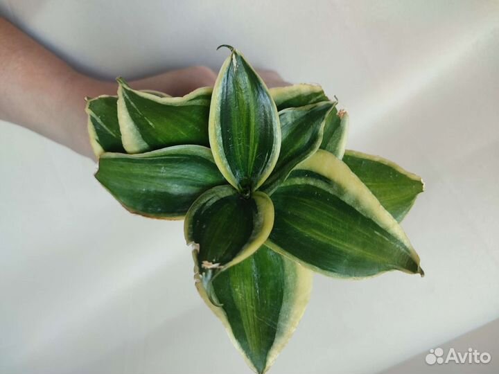 Сансевиерия ханни Пагода стриата вар. Крем, Крео