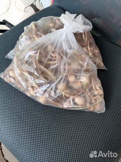 Зефирантес белый