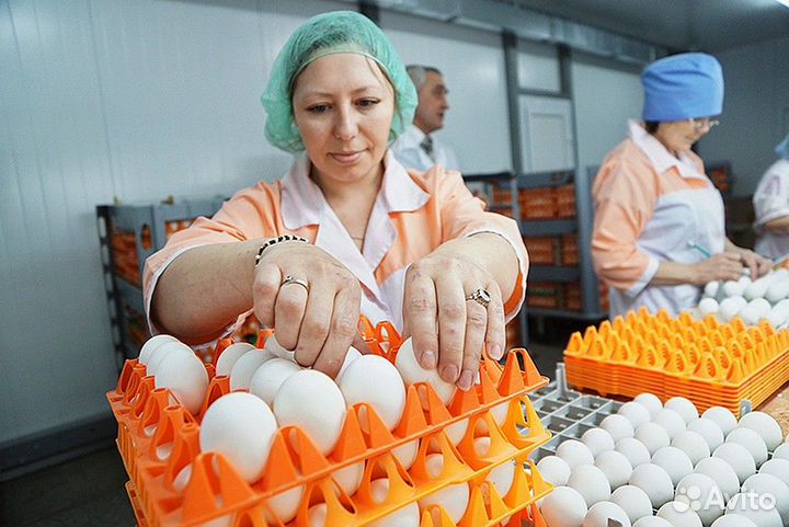 Работа на птицефабрике: вахты дополнительные Пермь