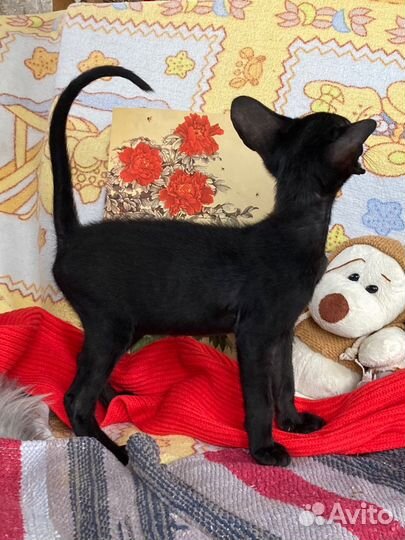 Черный ориентальный мальчишка