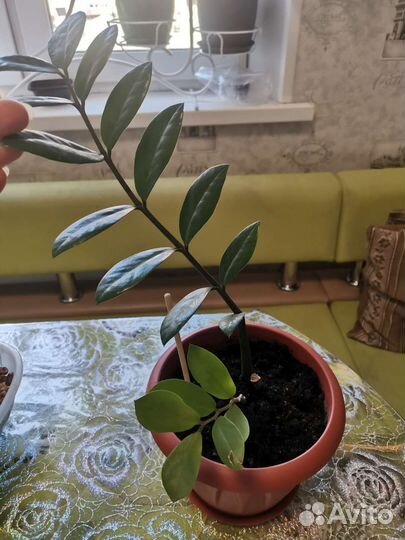 Замиокулькас