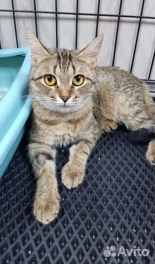 Кошечка Муся